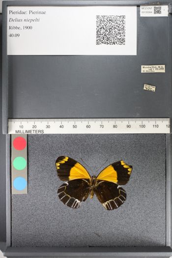 Media type: image;   Entomology 130064